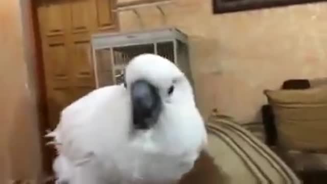 THE FUNNIEST PARROT 1