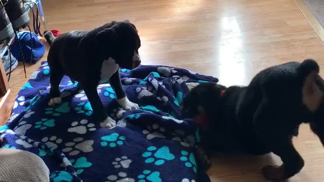 Puppy King of the bed.