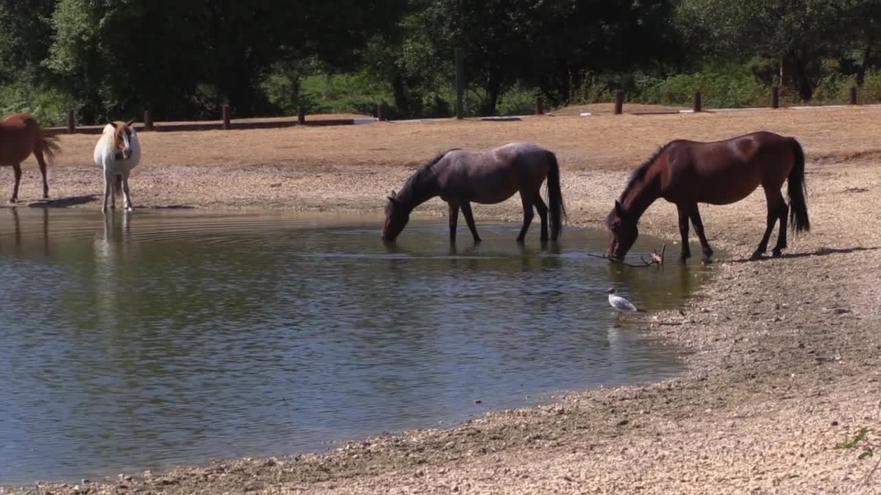 Horses drink water