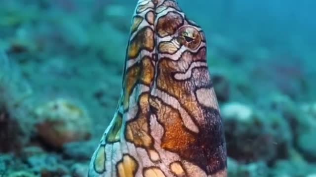 Underwater Creatures