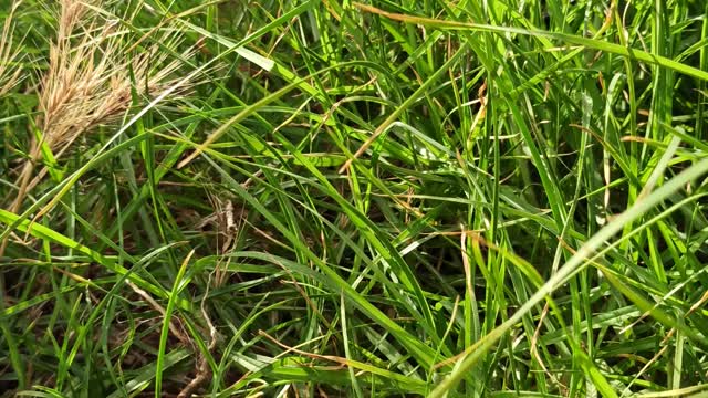 grass in the field