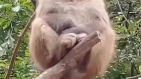 Very funny monkey🤣।। funny animals