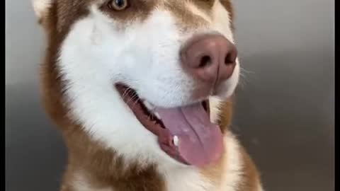 Ever wonder what its like to dry a husky ? #husky #huskysiberian #dog #funny
