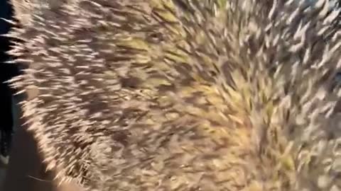 Smallest porcupine, and a prehensile tail! 🤯