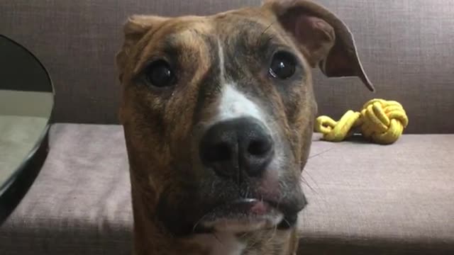 Brown dog sitting down and barking at owner