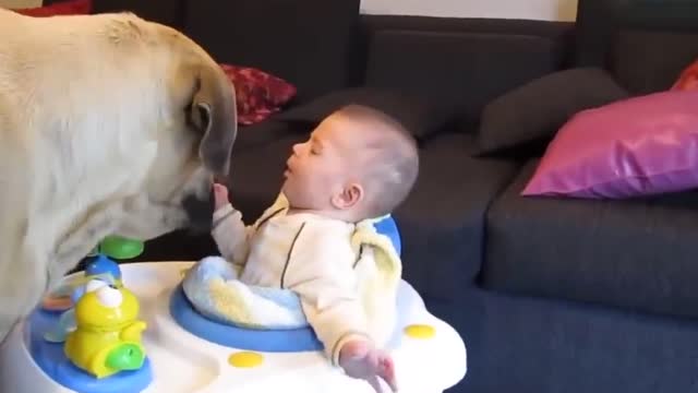 Babies Playing With Big Dog