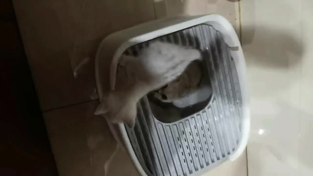 This kitty is so brave