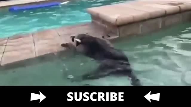 Swimming Raccoon