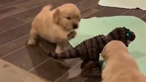 Cute dog | funny dog | fighti with toy