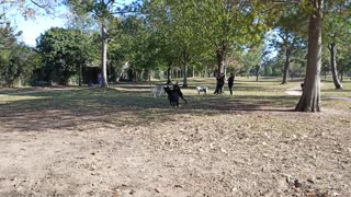 Bowie and Roxane at the dog park