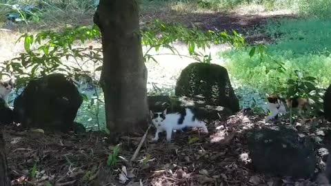 Two baby cats as cute as dolls