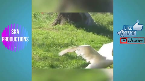 Geese Attack - SEE The Video of the Furious Goose Chasing People