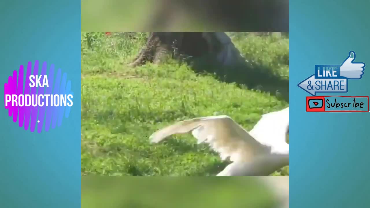 Geese Attack - SEE The Video of the Furious Goose Chasing People