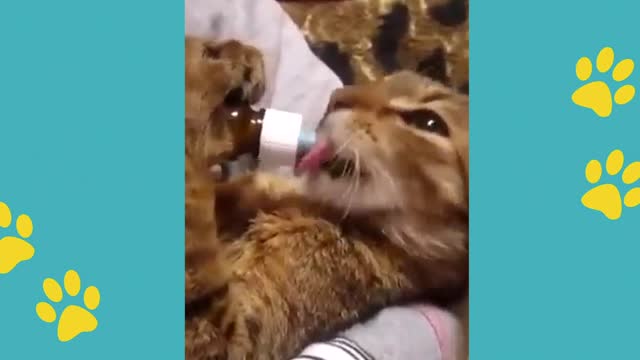 FUNNY VIDEOS OF CATS AND BABIES DOGS