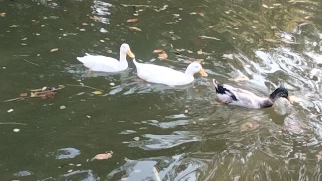 Ducks In Water Video By Kingdom Of Awais