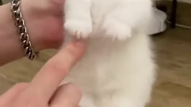 funny cat video 😀