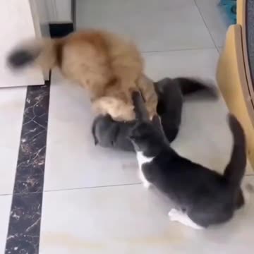 CAT FIGHTING VIDEO