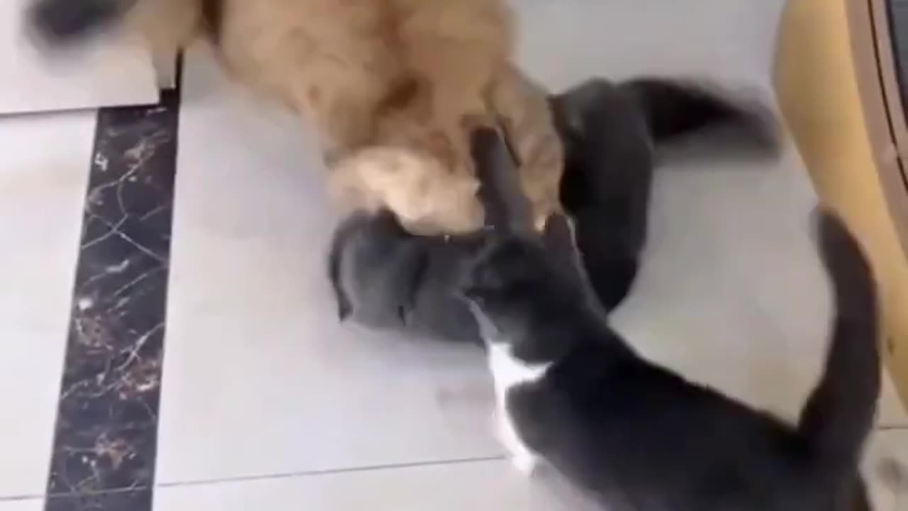 CAT FIGHTING VIDEO