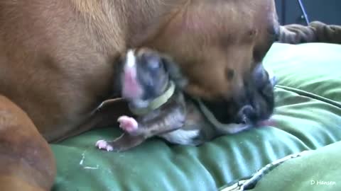 Boxer Dog Giving Birth While Standing