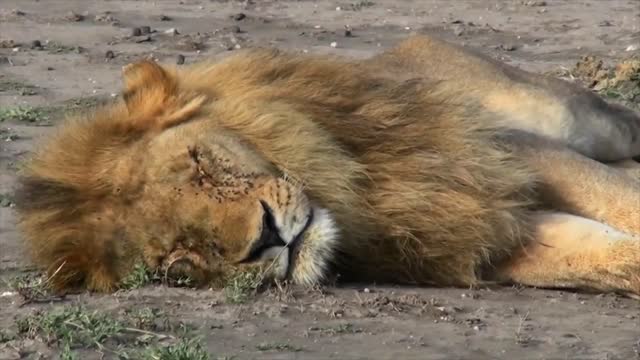 A male lion sleeps on the ground covered with flies