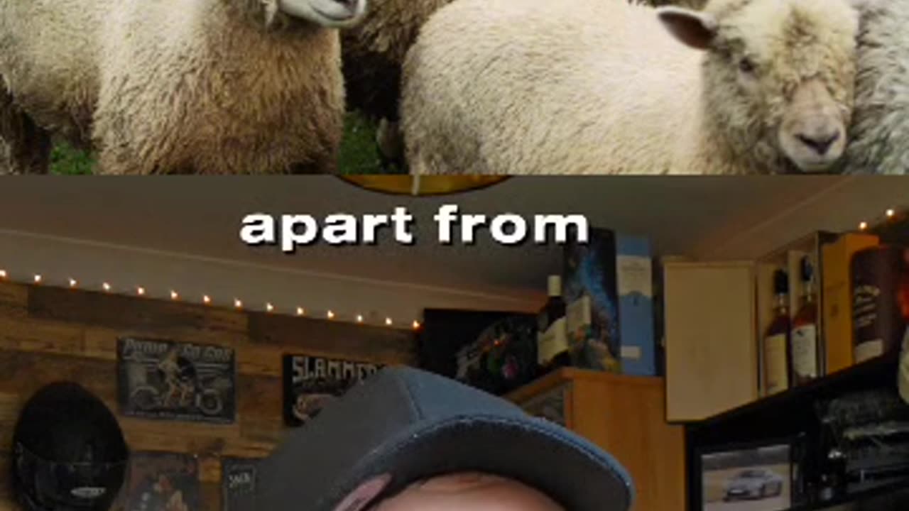 Sheep in Greece eat 100kg of Cannabis