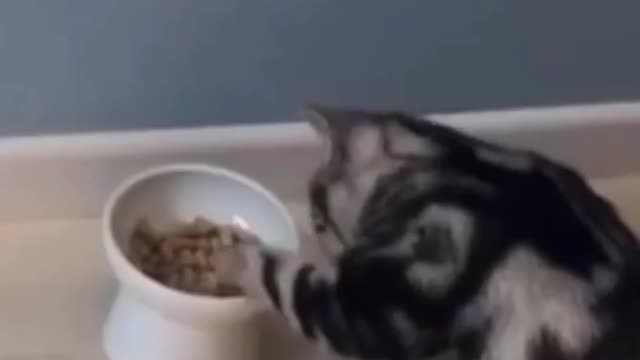 Funny Cat