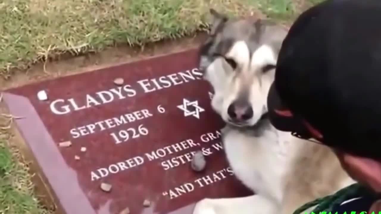 Dog crying on his owner Grave!