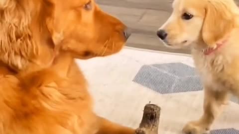 Can't touch this