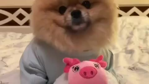 Cute Dog Is playing with its toy🧸 Look At the Smile 😸