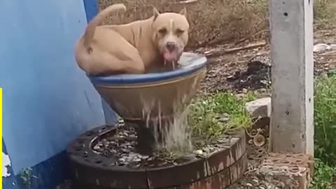 Dogs + Water = Funniest Moments ever