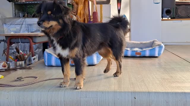 A puppy that responds to sound.