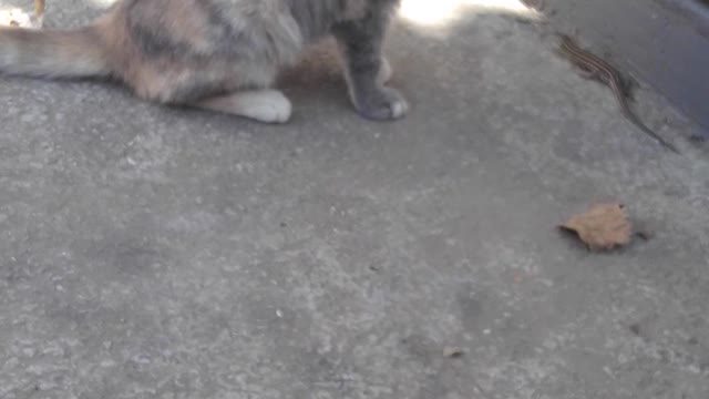 cute cat playing with lizard