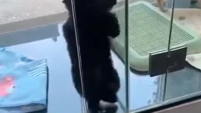 Videos of cute funny animals