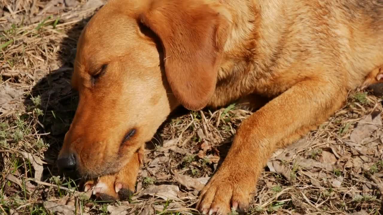 Red dog on the background nature