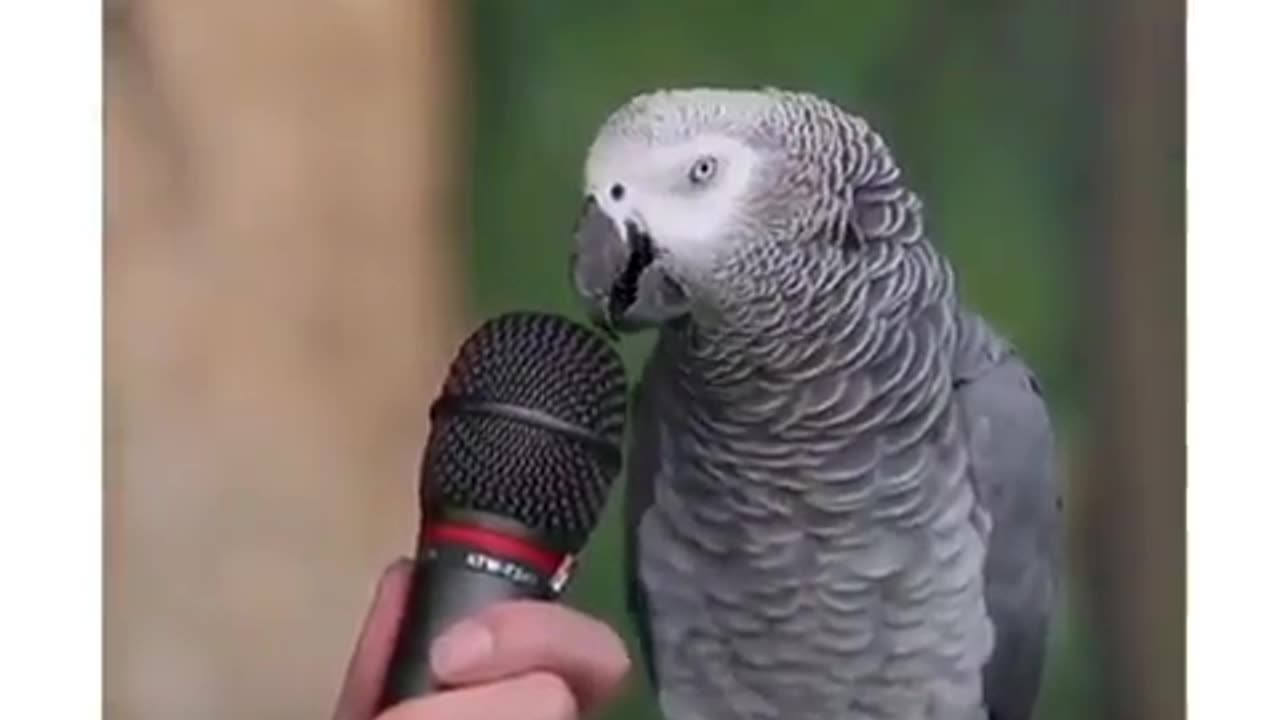 Funny animal video