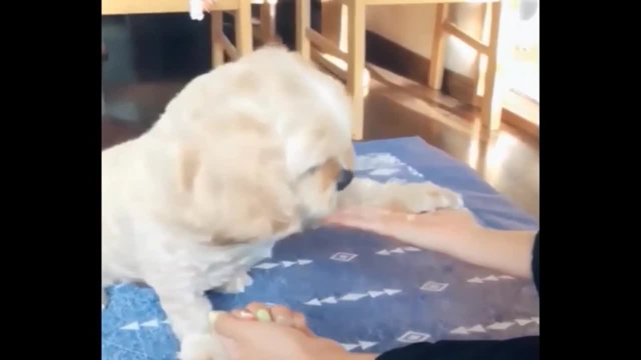 Puppy Plays Game A Loses.....