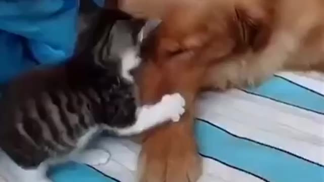 Cat and dog friendship