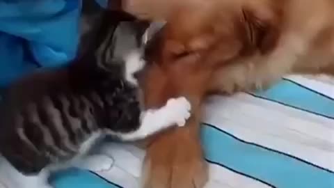 Cat and dog friendship