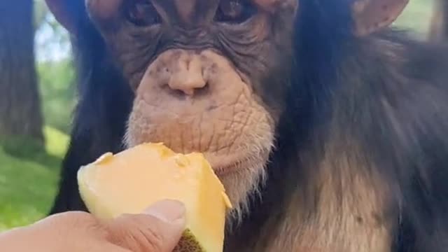 Little chimp eats melon