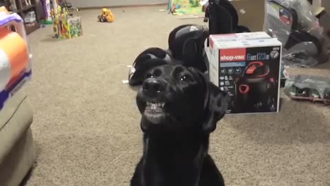 Smiling Dog , dog lover can't ignore this video