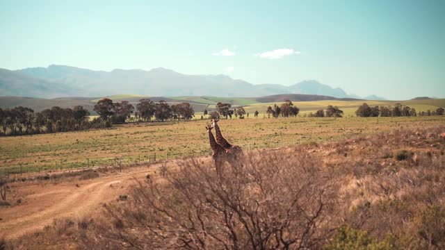 Giraffes Standing on Grassfield