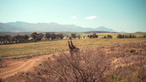 Giraffes Standing on Grassfield