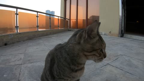 Homeless cat in Ras Al Khaimah, UAE: MICHAEL JACKSON #cat #cats #MichaelJackson #UAE #pets #pet #4u