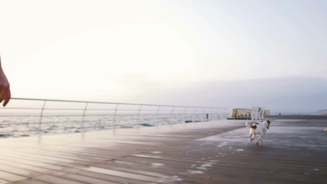 Young woman training cute dog Jack Russel near the sea, slow motion