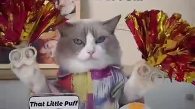 Behind every success full fanny beautiful cat videos.