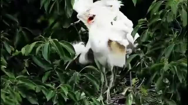 lively bird