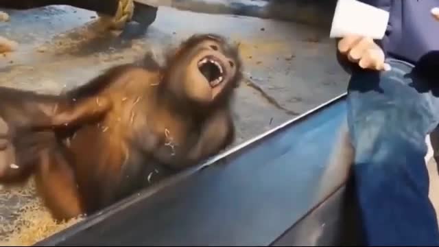 Funny monkeys1🤣😍