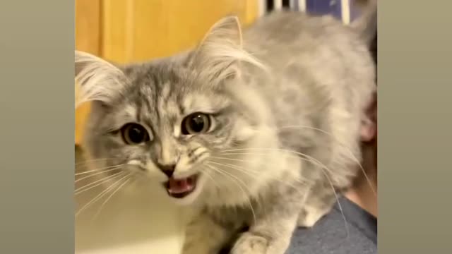 Most funny virela video for cat and reaction watch now 😂🤣🤣🤗