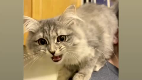 Most funny virela video for cat and reaction watch now 😂🤣🤣🤗