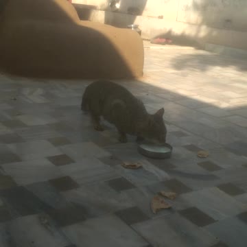 Cute Bengal cat plays with adorable doggy